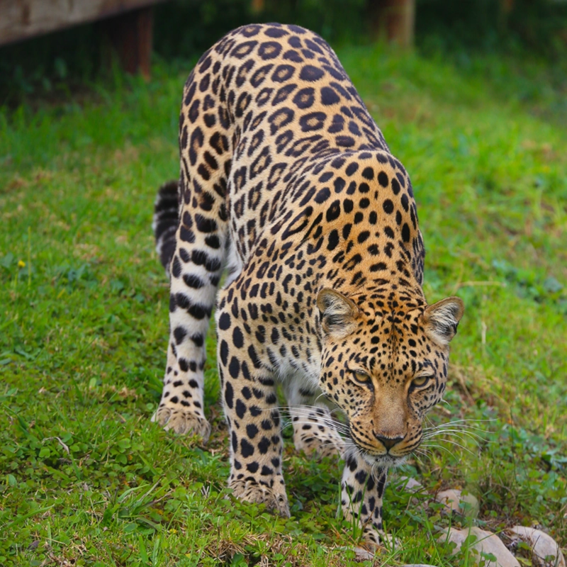 Cat-800